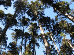 間伐管理された樹林地（粗密度）