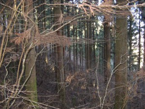 間伐が行われていない荒れた山腹